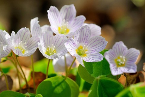 Common wood sorrel (Oxalis acetosella)
