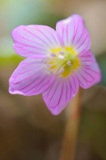 Common wood sorrel (Oxalis acetosella)
