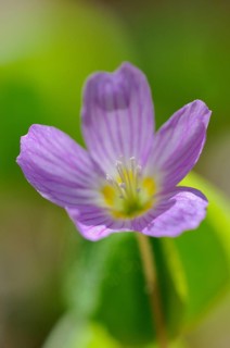 Common wood sorrel (Oxalis acetosella)