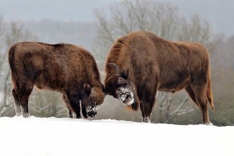 European bison or wisent (Bison bonasus)