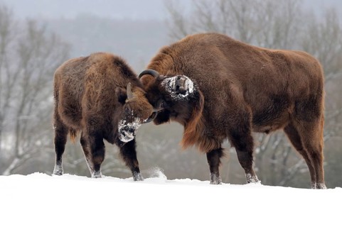 European bison or wisent (Bison bonasus)