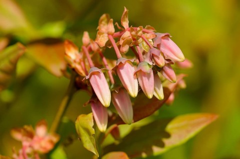 Bog bilberry (Vaccinium uliginosum)