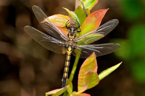 Four-spotted chaser (Libellula quadrimaculata)