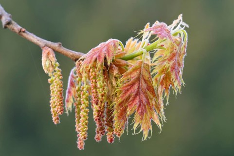 Northern red oak or champion oak (Quercus rubra)