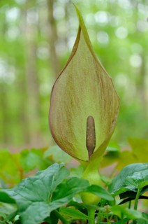Arum maculatum (Arum maculatum) in deciduous forest