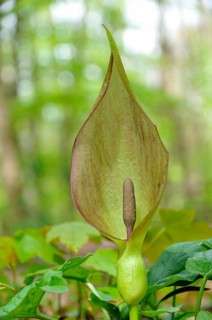 Arum maculatum (Arum maculatum) in deciduous forest
