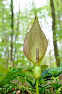 Arum maculatum (Arum maculatum) in deciduous forest
