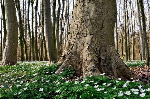 Sycamore maple (Acer pseudoplatanus)