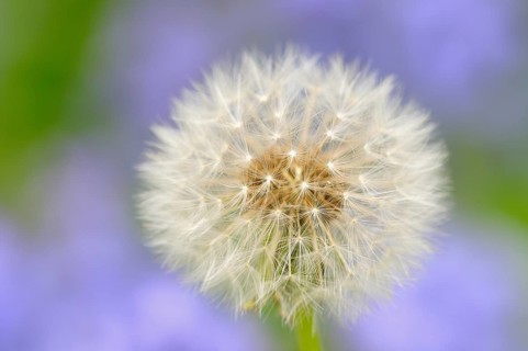 Dandelion (Taraxacum sect. Ruderalia)