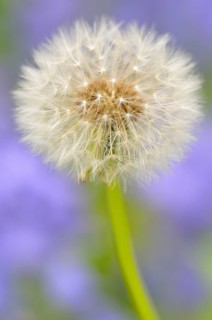 Dandelion (Taraxacum sect. Ruderalia)