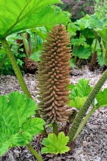 Brazilian giant-rhubarb (Gunnera manicata)