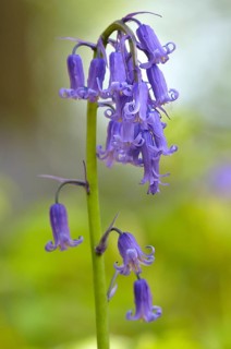 Common bluebell (Hyacinthoides non-scripta)