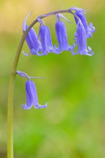 Common bluebell (Hyacinthoides non-scripta)