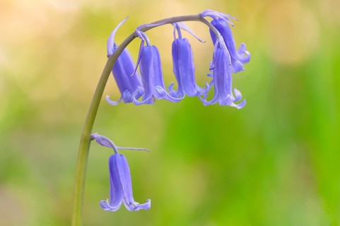 Common bluebell (Hyacinthoides non-scripta)