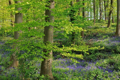Common bluebell (Hyacinthoides non-scripta) in the deciduous forest
