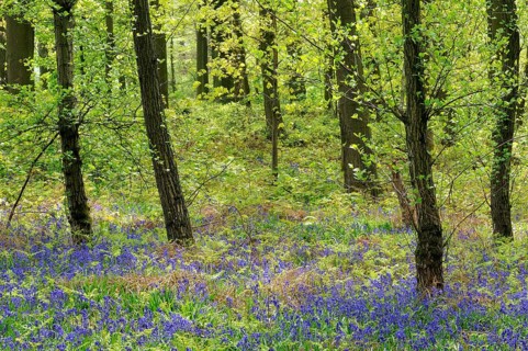 Common bluebell (Hyacinthoides non-scripta) in the deciduous forest