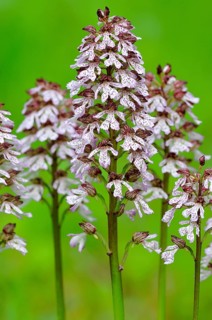 Lady Orchid (Orchis purpurea)