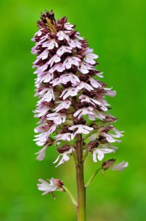 Lady Orchid (Orchis purpurea)