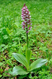 Lady Orchid (Orchis purpurea)
