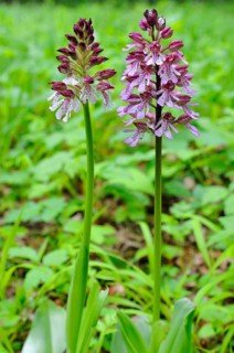 Lady Orchid (Orchis purpurea)