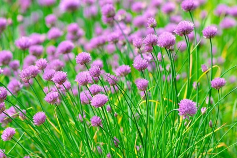 Flowering chives (Allium schoenoprasum)