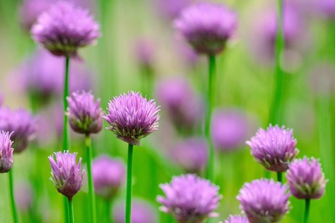 Flowering chives (Allium schoenoprasum)