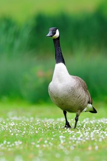 Canada Goose (Branta canadensis)