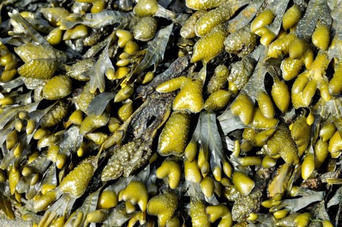 Rockweed