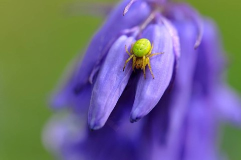 Cucumber green spider (Araniella cucurbitina) sitting on atlantic hare bell (Hyacinthoides non-scripta)