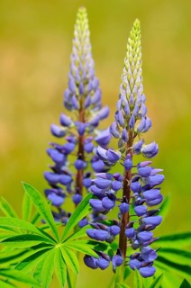 Blue lupine (Lupinus sp.)
