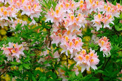 Blooming pink azalea (Rhododendron spp.)