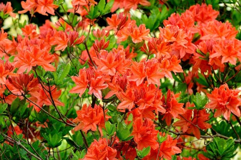 Blooming red azalea (Rhododendron spp.)
