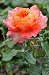 Hybrid tea rose