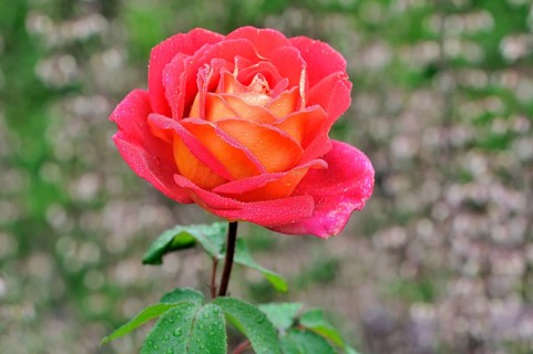Hybrid tea rose