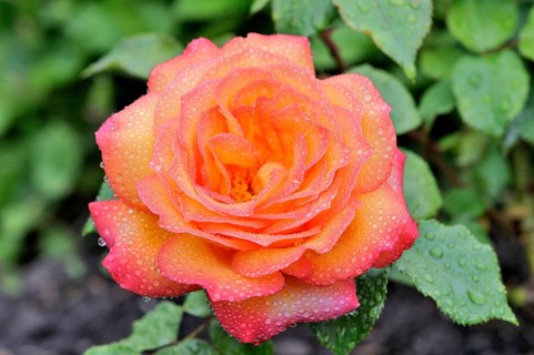 Hybrid tea rose