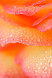 Hybrid tea rose