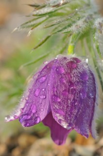 Pasque flower or Dane's blood (pulsatilla vulgaris)