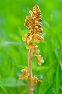 Bird's-nest orchid (Neottia nidus-avis)