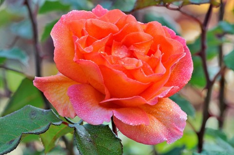 Rose (Rosa sp.) flower with raindrops