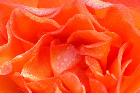 Rose (Rosa sp.)