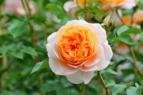 Floribunda
