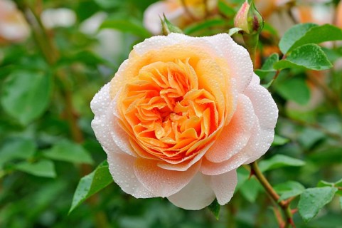 Floribunda