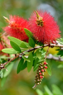 Lemon Bottlebrush (Callistemon citrinus)