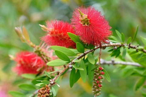 Lemon Bottlebrush (Callistemon citrinus)