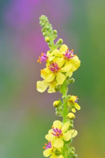 Black mullein (Verbascum nigrum)