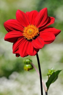 Red dahlia (Dahlia)