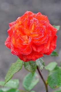 Hybrid tea rose