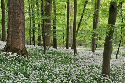 Wild garlic (Allium ursinursnum)