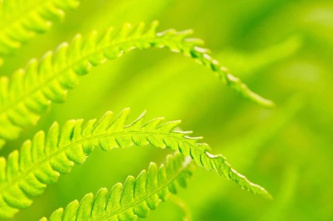 Ostrich fern (Matteuccia struthiopteris)