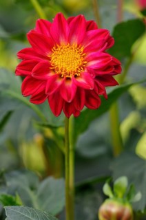 Dahlia (Dahlia pinnata)